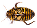 Dytiscus circumflexus